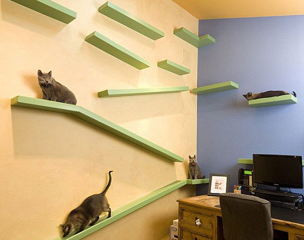 Casa totalmente projetada para gatos (3)