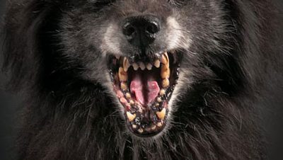 Fotos super criativas de cachorros feitas por Pete Thorne (8)