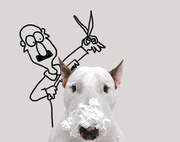 Fotos criativas de cachorro (12)