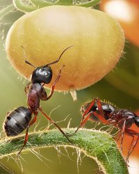 Série de Andrey Pavlov com fotos de formigas no seu cotidiano como pessoas.