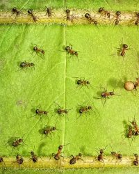 Série de Andrey Pavlov com fotos de formigas no seu cotidiano como pessoas.