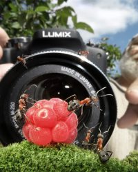 Série de Andrey Pavlov com fotos de formigas no seu cotidiano como pessoas.
