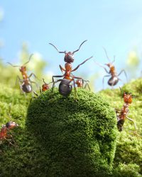 Série de Andrey Pavlov com fotos de formigas no seu cotidiano como pessoas.