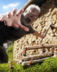 Série de Andrey Pavlov com fotos de formigas no seu cotidiano como pessoas.