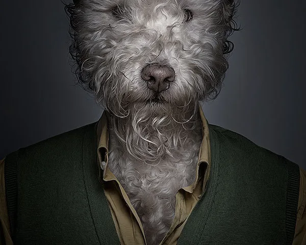 Underdog - Projeto em que o fotógrafo coloca cães com roupas (2)