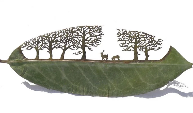 Incríveis desenhos feitos em uma simples folha seca de arvore, sensacional! (1)