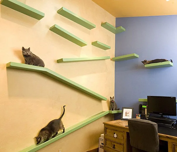 Casa totalmente projetada para gatos (3)