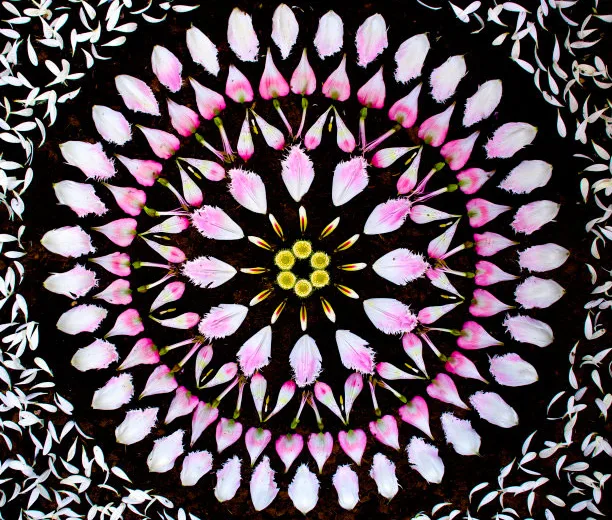 Mandalas feitas com flores e plantas por Kathy Klein (11)