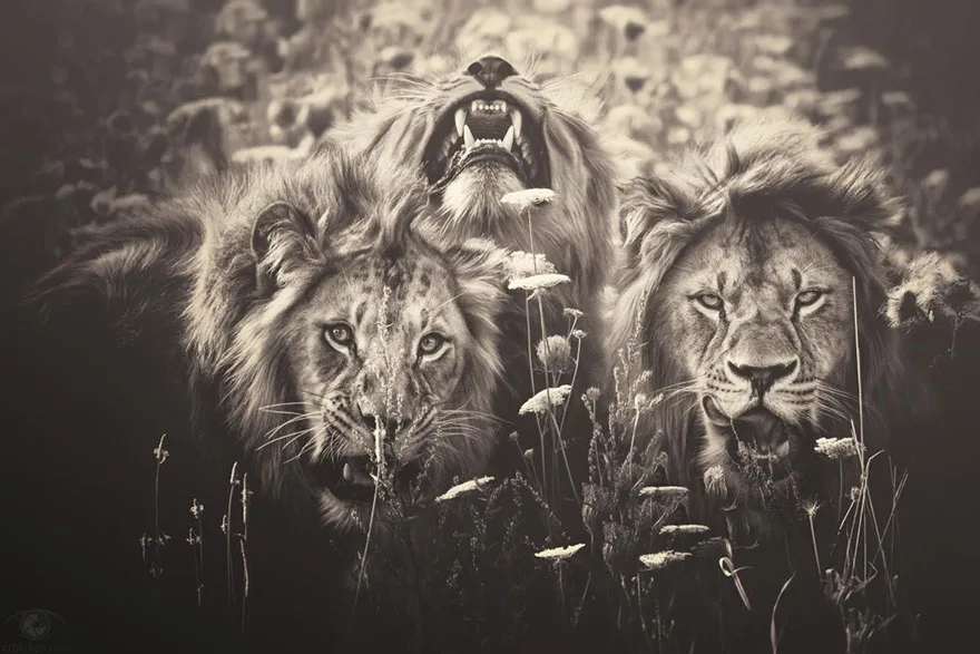 Fotografias inspiradoras de Animais em Extinção (4)