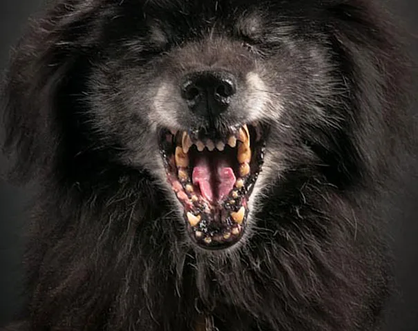 Fotos super criativas de cachorros feitas por Pete Thorne (8)