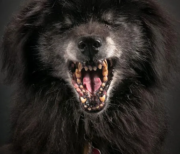 Fotos super criativas de cachorros feitas por Pete Thorne (8)