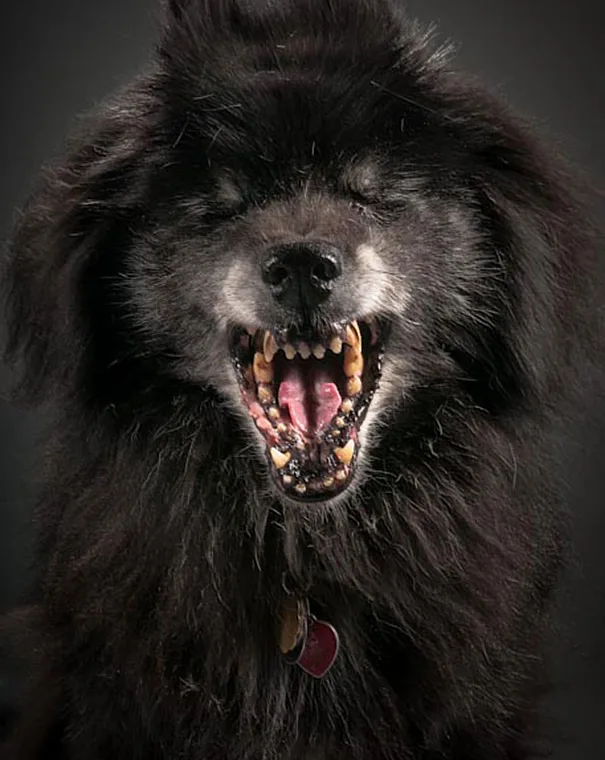 Fotos super criativas de cachorros feitas por Pete Thorne (8)