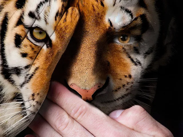 Série fotográfica contra zoológicos (4)