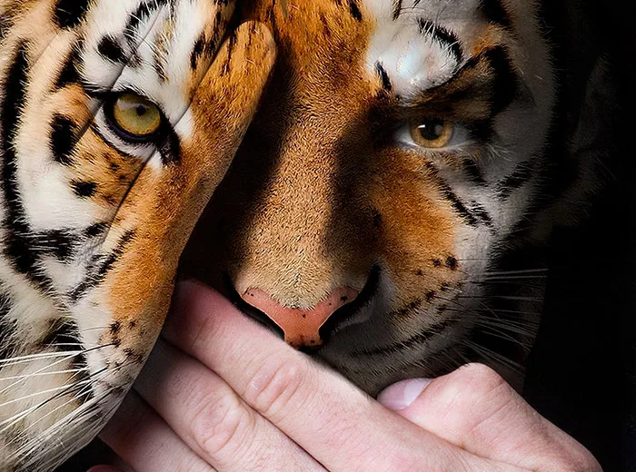 Série fotográfica contra zoológicos (4)