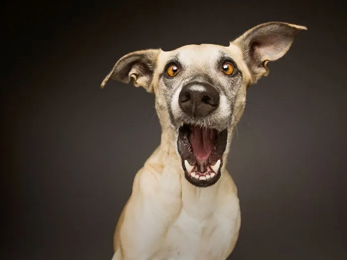 Fotografias criativas de cachorros (3)