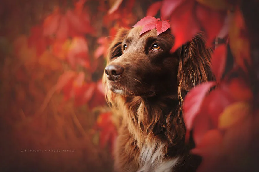 Fotografias de cachorros e lindas paisagens (24)