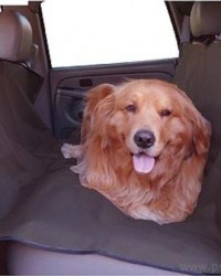 O cachorro está em uma bela posição.