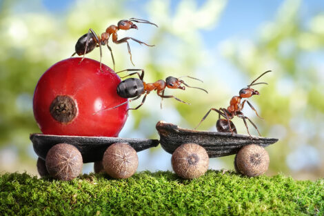 Série de Andrey Pavlov com fotos de formigas no seu cotidiano como pessoas.