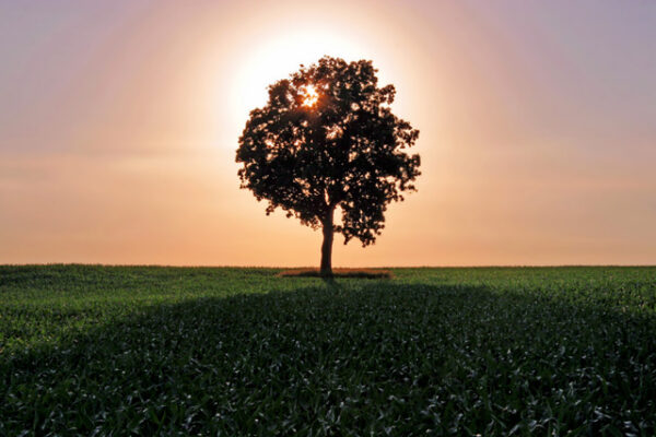 Fotografia backlit, vários exemplos para focê se inspirar e fazer seu próximo set de fotografias assim (2)