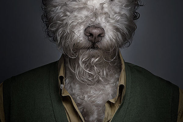 Underdog - Projeto em que o fotógrafo coloca cães com roupas (2)