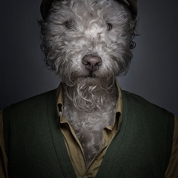 Underdog - Projeto em que o fotógrafo coloca cães com roupas (2)