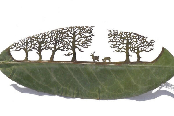 Incríveis desenhos feitos em uma simples folha seca de arvore, sensacional! (1)