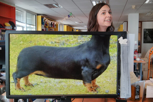 Desck safari a nova mania da internet e que vai virar meme (4)