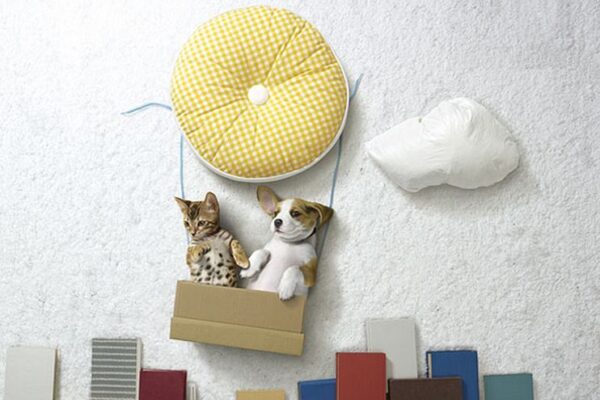 Aventuras fantásticas entre cão e gato (3)