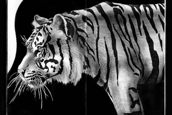 Ilustrações e desenhos realistas com caneta preta feitos por Tim Jeffs (4)