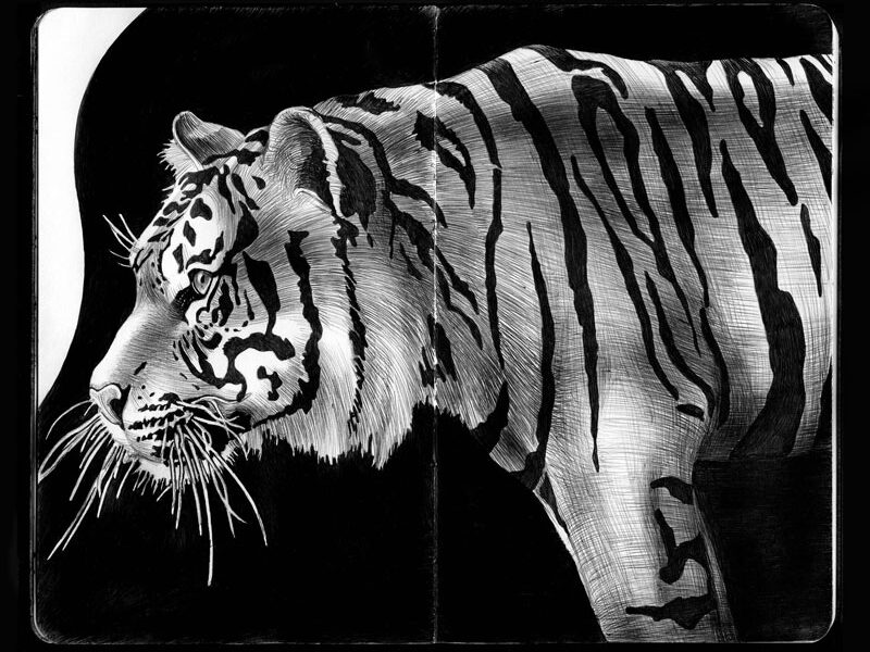 Ilustrações e desenhos realistas com caneta preta feitos por Tim Jeffs (4)