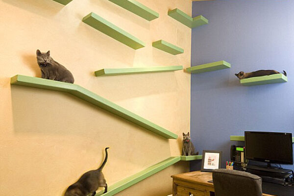 Casa totalmente projetada para gatos (3)