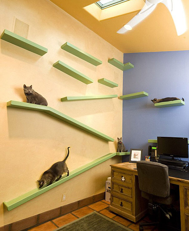 Casa totalmente projetada para gatos (3)