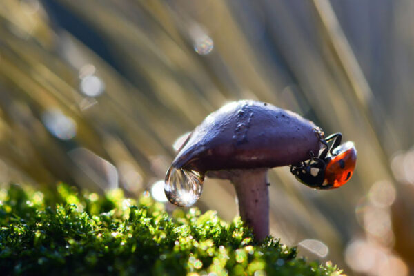 Fotografias sensacionais de Slava (5)