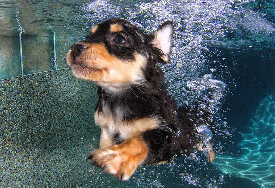 Fotografias criativas de Seth Casteel (5)