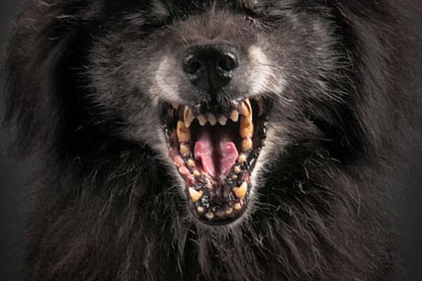 Fotos super criativas de cachorros feitas por Pete Thorne (8)