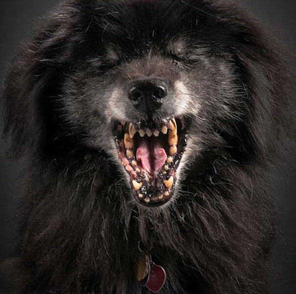 Fotos super criativas de cachorros feitas por Pete Thorne (8)