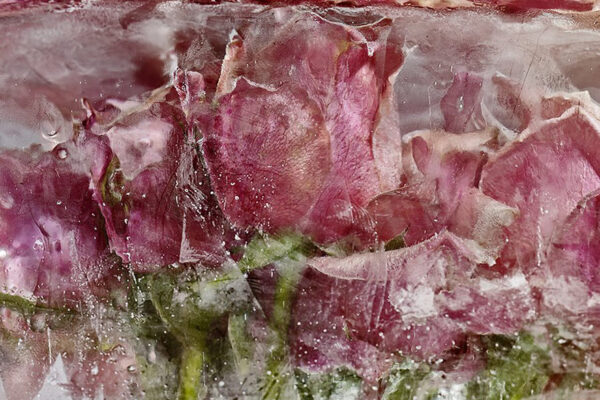 Flores congeladas viram obras de arte (2)