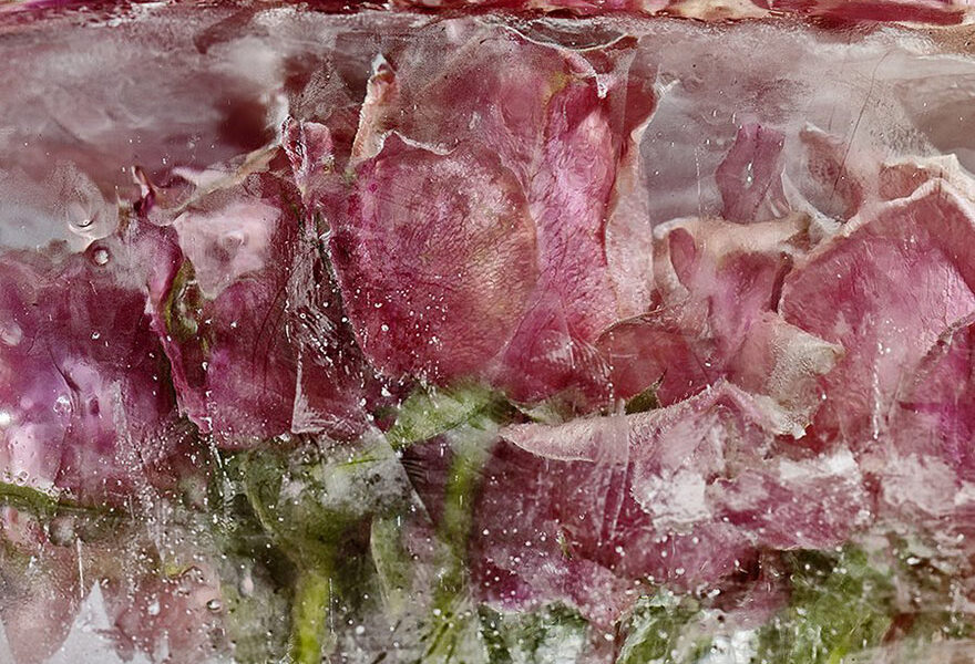 Flores congeladas viram obras de arte (2)