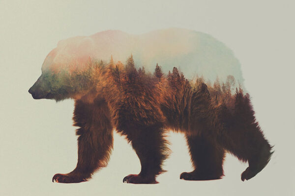 Fotografias inspiradas em animais e paisagens (2)