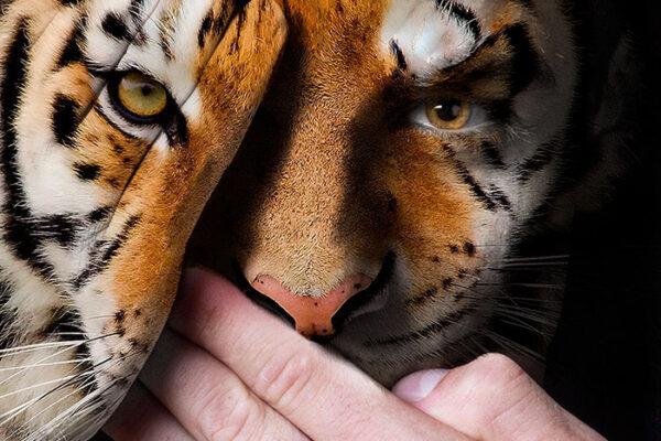 Série fotográfica contra zoológicos (4)