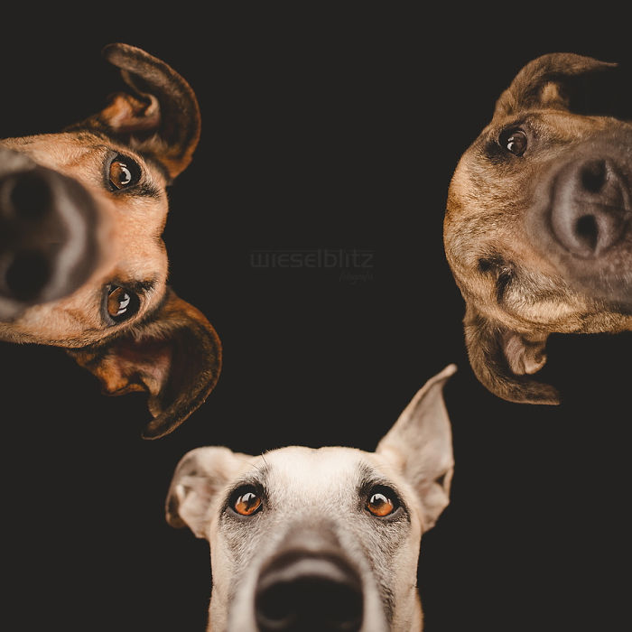 Fotografias criativas de cachorros (8)