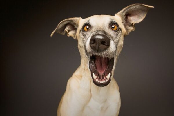 Fotografias criativas de cachorros (3)