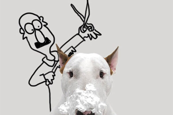 Fotos criativas de cachorro (12)