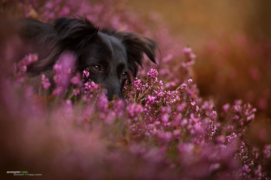 Fotografias de cachorros e lindas paisagens (7)