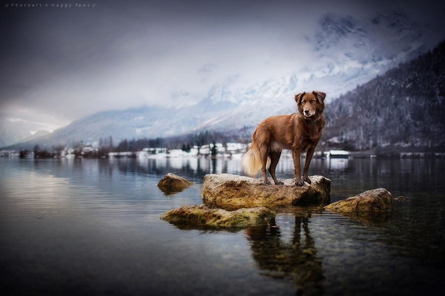 Fotografias de cachorros e lindas paisagens (4)
