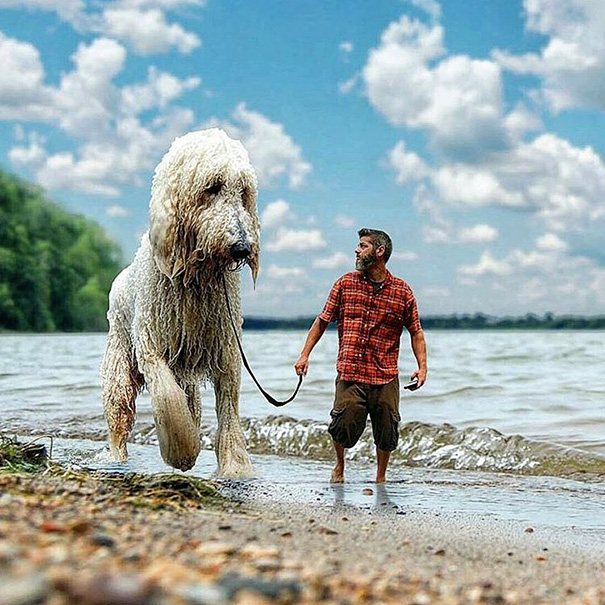 Fotógrafo e seu cachorro em fotos criativas (5)