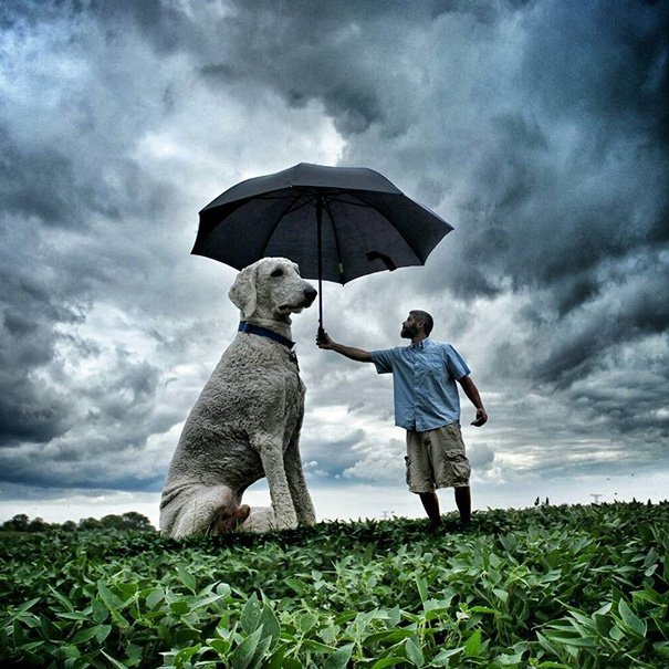Fotógrafo e seu cachorro em fotos criativas (1)
