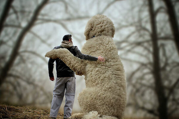 Fotógrafo e seu cachorro em fotos criativas (10)
